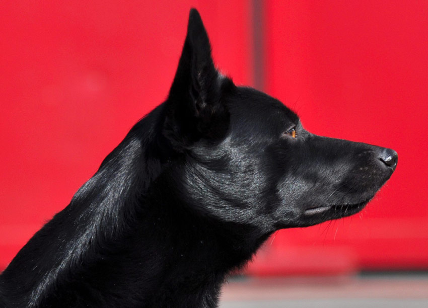 Adhérer au Club Français des Bouviers d'Australie et des Kelpies